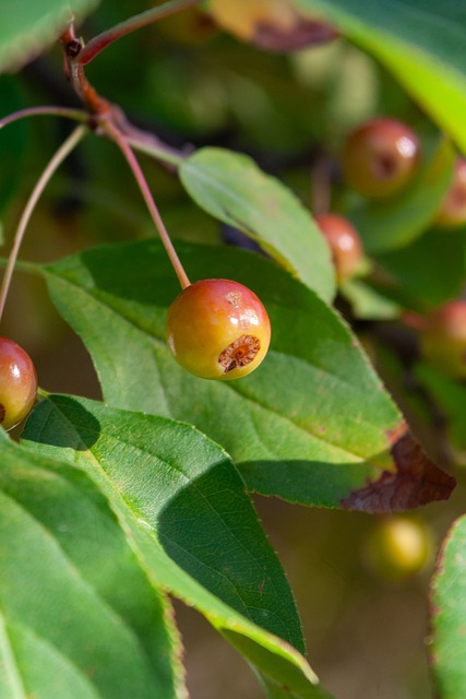 德天空：阿森纳关注法兰克福边锋巴霍亚，对方标价7000万欧